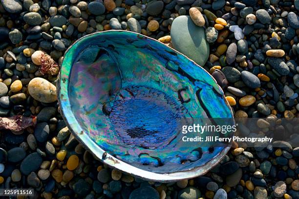 new zealand paua shell on beach - beach shells stock pictures, royalty-free photos & images