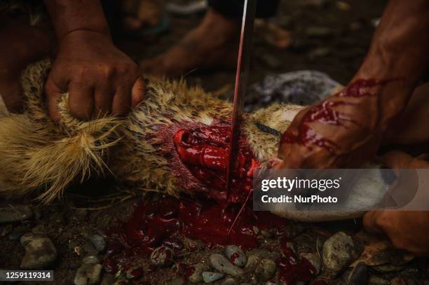 Naqsyabandiyah Muslims slaughter sacrificial animals, cows and goats after carrying out the Eid al-Adha 1444 Hijri prayer at the Darusshofa Islamic...