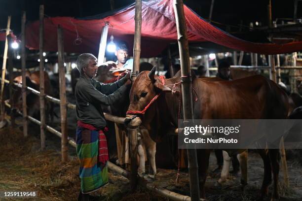 Livestock sellers wait with oxen in a cattle market at night ahead of Eid Al-Adha Muslim festival or the 'Festival of sacrifice' in Dhaka,...