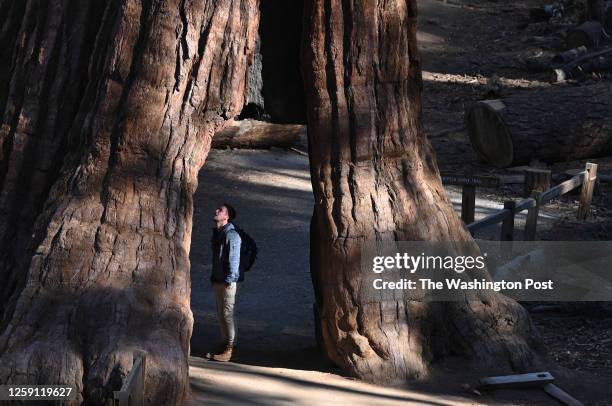 Visitor stands in the California Tunnel Tree within the Mariposa Grove at Yosemite National Park at Yosemite National Park on Friday October 28, 2022...