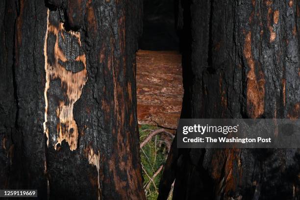 Fire damaged giant sequoias are seen within the Mariposa Grove at Yosemite National Park on Friday October 28, 2022 in Yosemite National Park, CA....