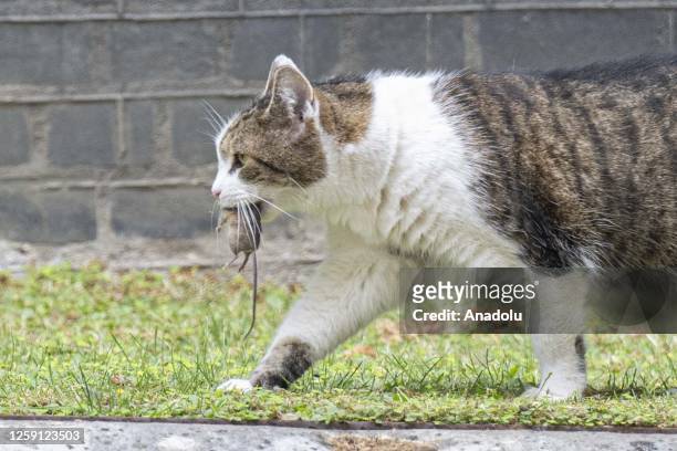 Larry the Cat catches a mouse outside 10 Downing Street as the weekly cabinet meeting continues in London, United Kingdom on June 27, 2023.