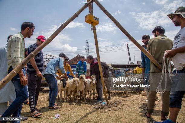 Kashmiri Muslims haggle over sheep in a market, before the upcoming Muslim festival Eid al-Adha on June 27, 2023 in Srinagar, Indian-administered...