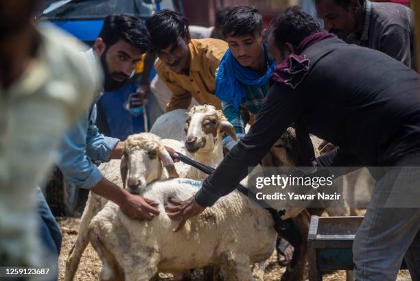 Traders and Muslim customers control sheep before weighing them in a market , before the upcoming Muslim festival Eid al-Adha on June 27, 2023 in...