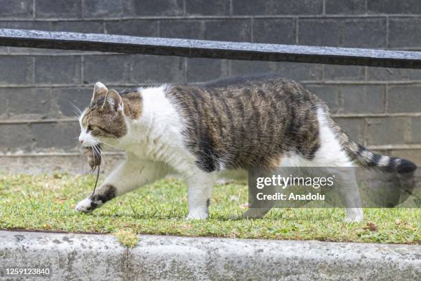 Larry the Cat catches a mouse outside 10 Downing Street as the weekly cabinet meeting continues in London, United Kingdom on June 27, 2023.