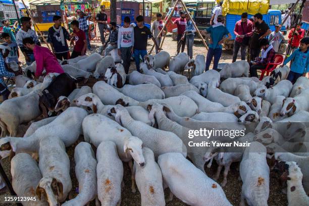 Muslims sell and buy cattle for the upcoming Muslim festival in a market, before the upcoming Muslim festival Eid al-Adha on June 27, 2023 in...