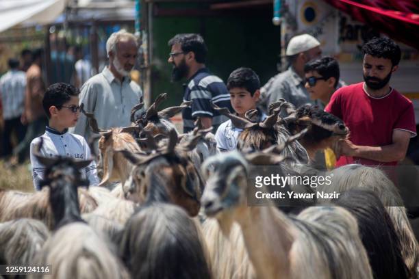 Muslim customers buy goats in a market, before the upcoming Muslim festival Eid al-Adha on June 27, 2023 in Srinagar, Indian-administered Kashmir....