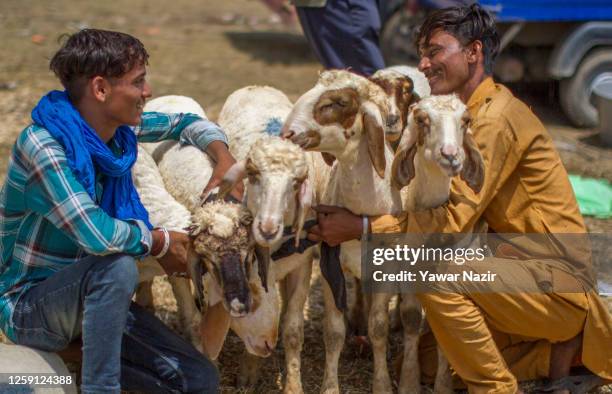 Traders control a herd of sheep as they wait for Muslim customers while selling them in a market , before the upcoming Muslim festival Eid al-Adha on...