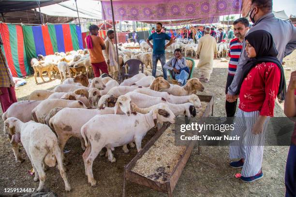 Muslims sell and buy cattle for the upcoming Muslim festival in a market, before the upcoming Muslim festival Eid al-Adha on June 27, 2023 in...