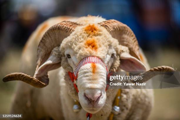 Ram adorned with bells is kept for sale in a market , before the upcoming Muslim festival Eid al-Adha on June 27, 2023 in Srinagar,...