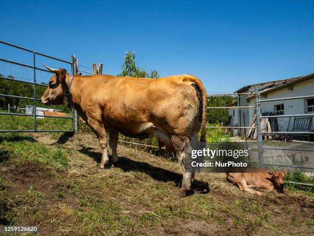 Calf is seen resting next to her mom, on the route of the Camino Primitivo, in Asturias, Spain. On May 25th, 2023.