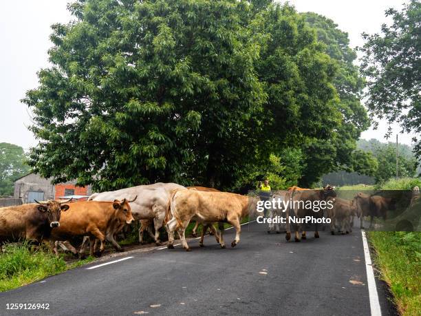 Farmer is seen walking with his cows, on the Camino Primitivo route, in Galicia, Spain. On May 30th, 2023.