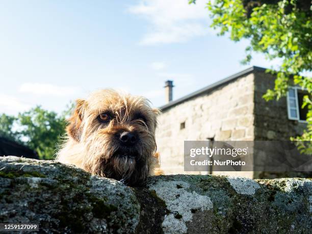 Dog is seen observing the pilgrims passing by, while walking the Camino Primitivo in Galicia, Spain. On May 29th, 2023.
