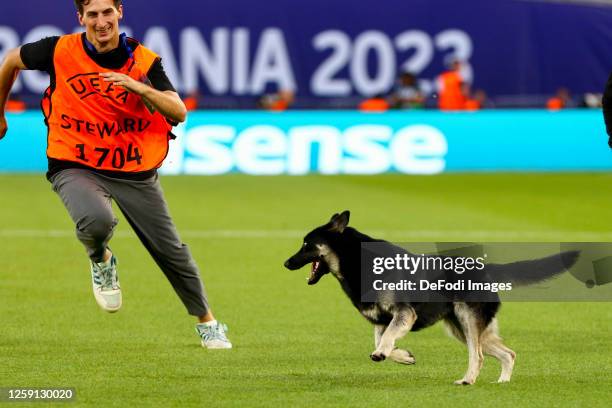 Dog on stadium during the UEFA Under-21 Euro 2023 group A match between Netherlands and Georgia on June 27, 2023 in Tbilisi, Georgia.