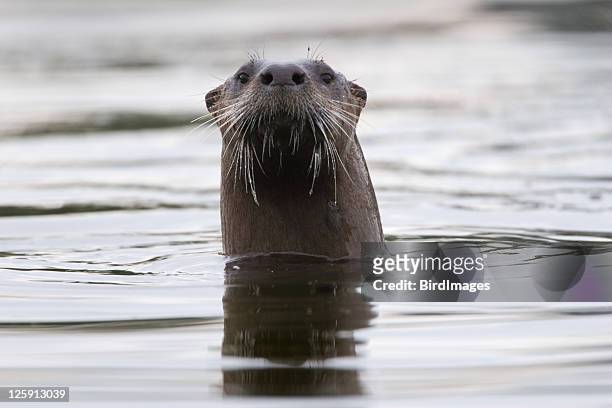 river otter peek-a-boo - river otter stock pictures, royalty-free photos & images