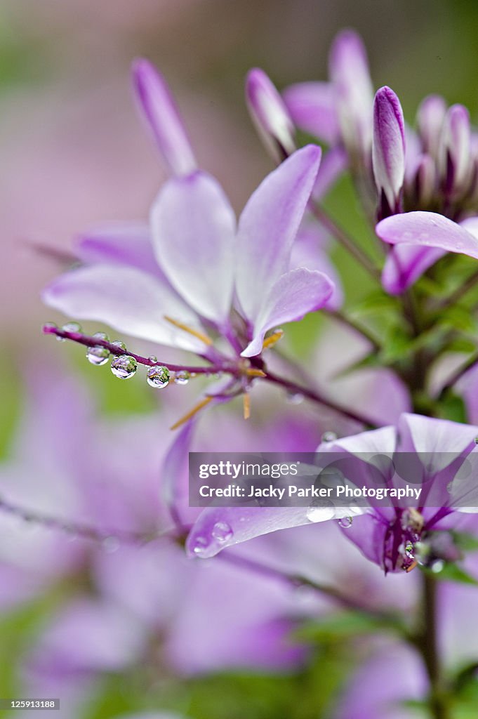 Cleome Flower