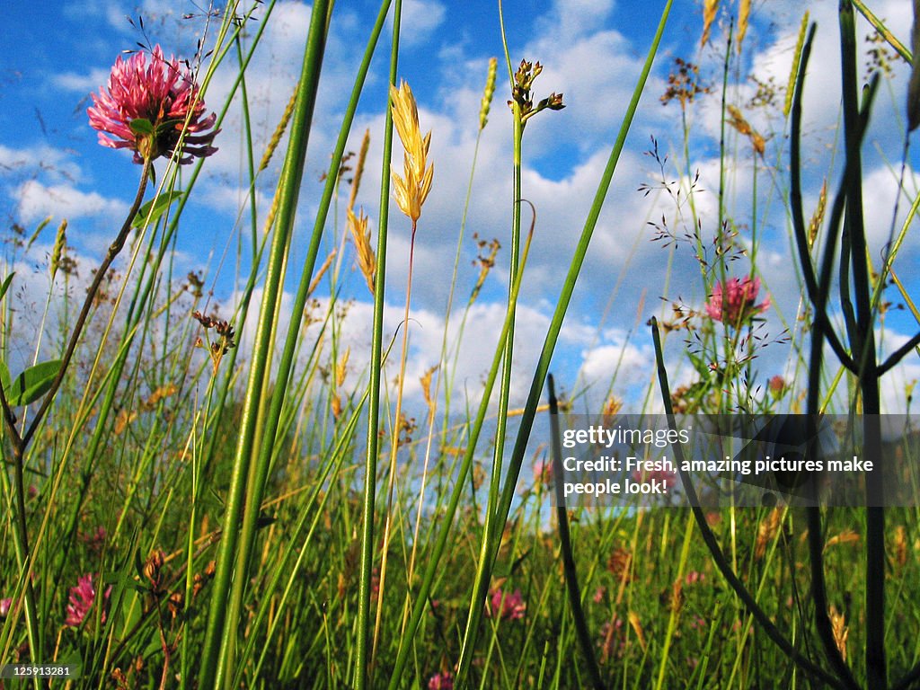 Wild flower meadow against sky