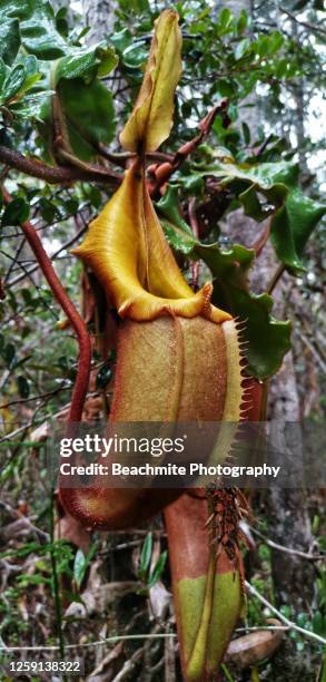 nepenthes veitchii or veitch's pitcher plant , found in maliau basin, sabah - veitchii stock pictures, royalty-free photos & images