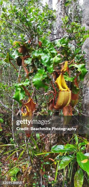 close view of nepenthes veitchii ,a tree climbing pitcher plant found in maliau basin conservation area, sabah - veitchii stock pictures, royalty-free photos & images