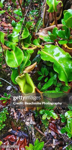 nepenthes veitchii or veitch's pitcher plant - a pitcher plant from from the island of borneo - veitchii stock pictures, royalty-free photos & images