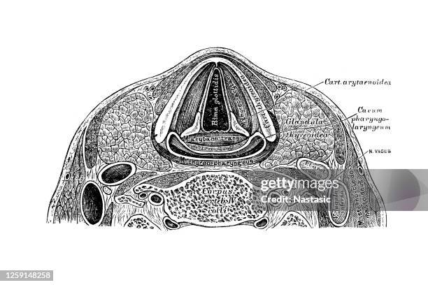 horizontal section through the neck at iv cervical vertebra - pharynx stock illustrations