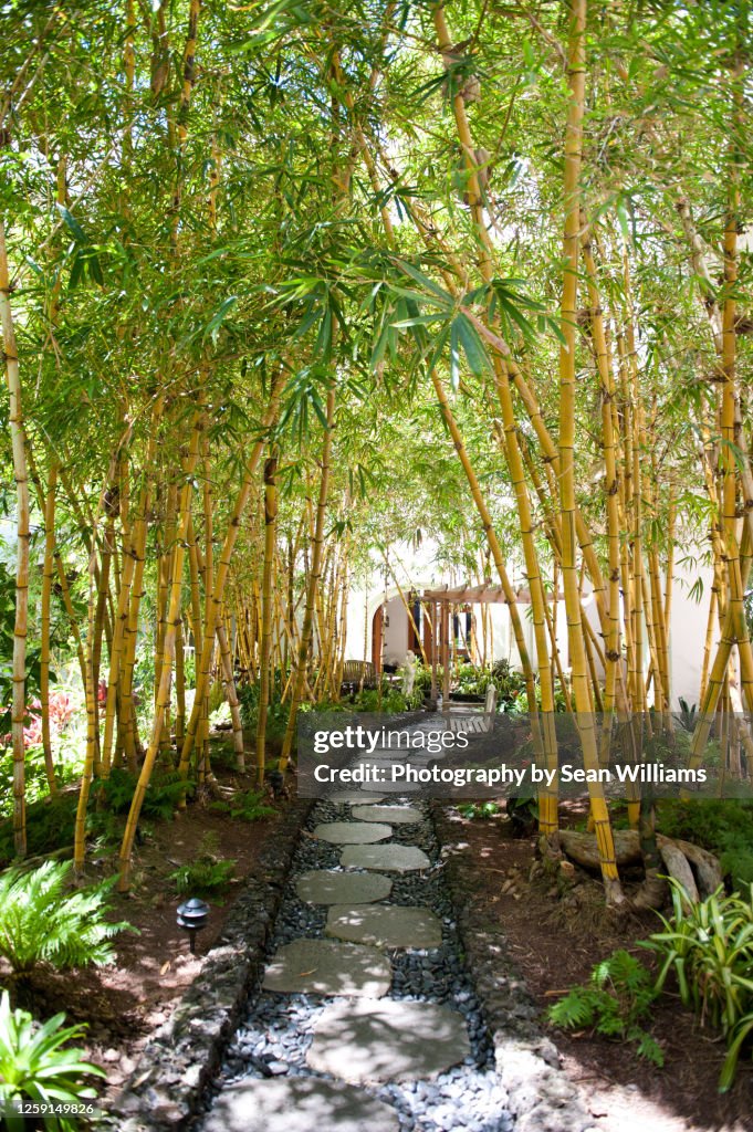 Bamboo walking path in Maui resort