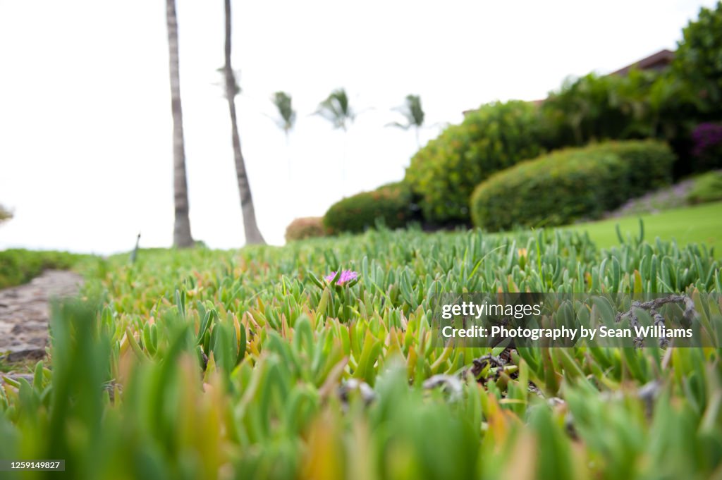 Field of plants along beach in Maui, Hawaii