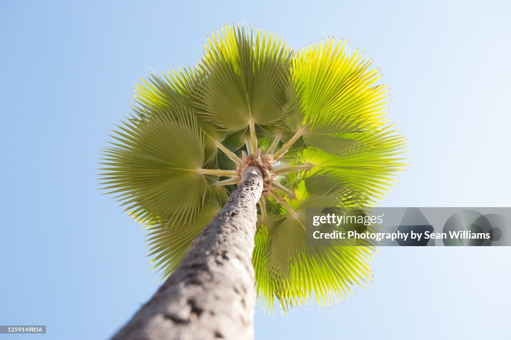 Low angle of a palm tree in Maui, Hawaii