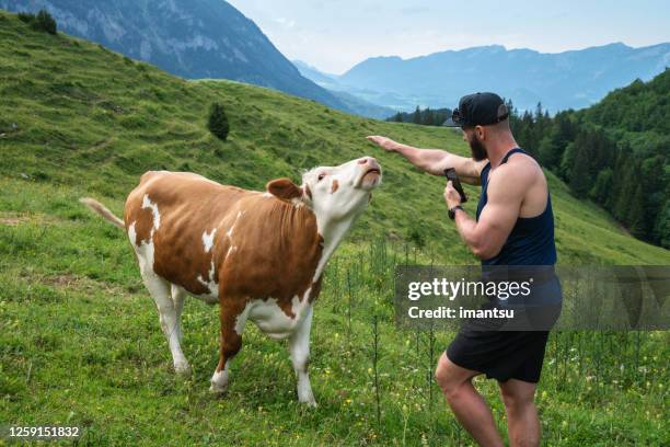 young man and a cow in the alpine meadows near the town of spital am pyhrn, upper austria, austria - spital am pyhrn stock pictures, royalty-free photos & images