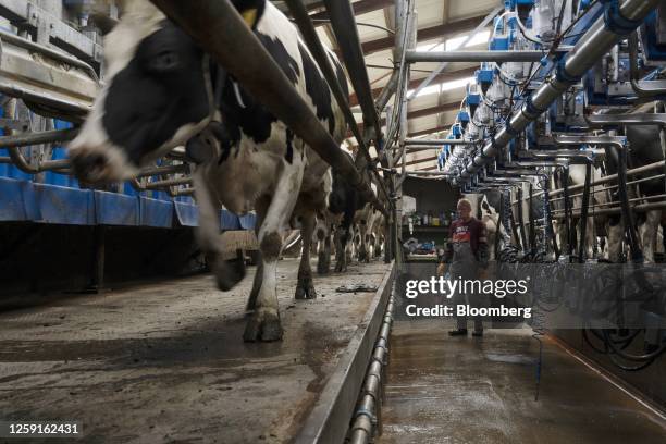 Cows enter the milking parlour at a family-run dairy farm in Aherla, County Cork, Ireland, on Monday, June 26, 2023. Feed additives like Bovaer,...