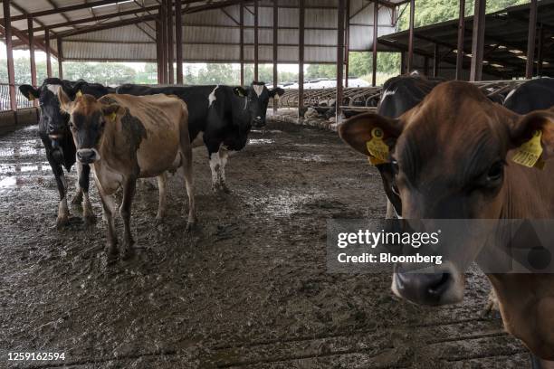 Cows in a cattle shed prior to milking at a family-run dairy farm in Aherla, County Cork, Ireland, on Monday, June 26, 2023. Feed additives like...