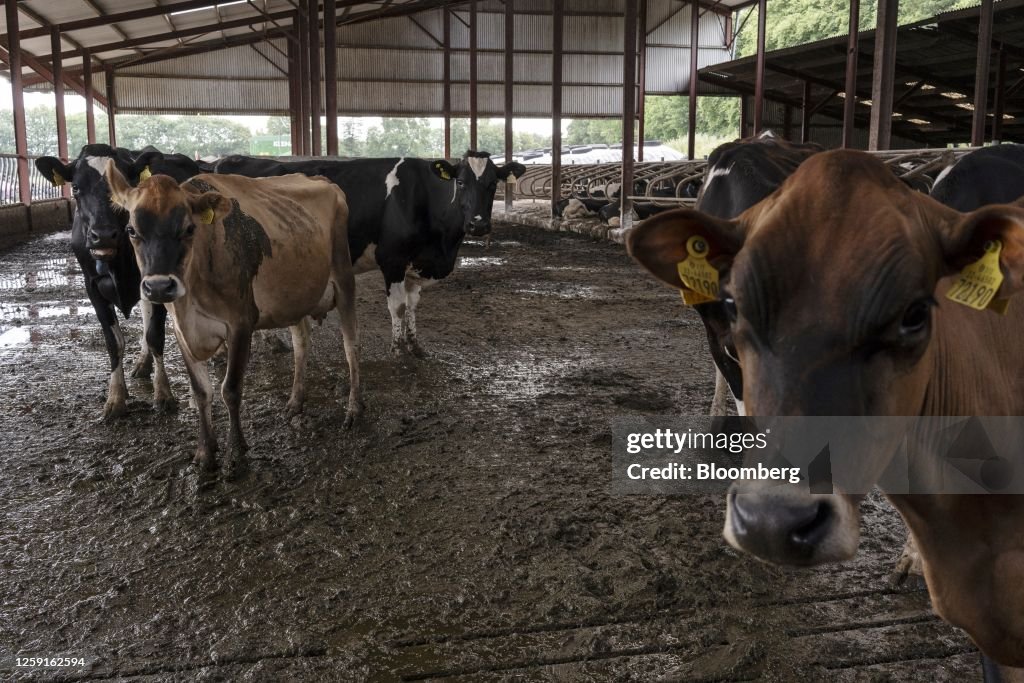 Why Won't Companies Use Bovaer To Reduce Cow Methane Emissions?