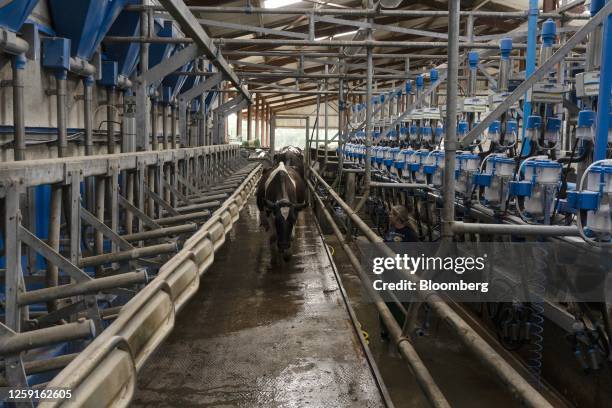 Cows enter the milking parlour at a family-run dairy farm in Aherla, County Cork, Ireland, on Monday, June 26, 2023. Feed additives like Bovaer,...