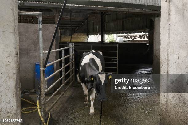 Cow exits the milking parlour after the first milking of the day at a family-run dairy farm in Aherla, County Cork, Ireland, on Monday, June 26,...