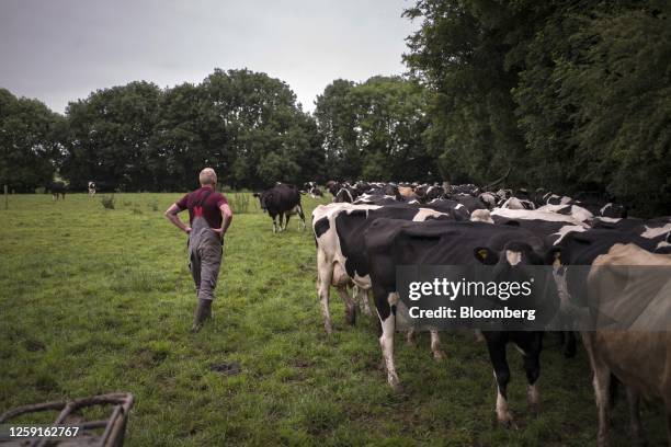 Farmer rounds up cows for morning milking at his family-run dairy farm in Aherla, County Cork, Ireland, on Monday, June 26, 2023. Feed additives like...