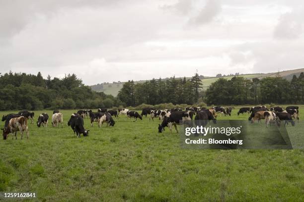 Cows graze on a pasture at a family-run dairy farm in Aherla, County Cork, Ireland, on Monday, June 26, 2023. Feed additives like Bovaer, produced by...