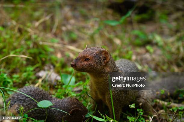 Mongoose Digging 122 Indian Grey Mongoose Stock Photos, High-Res Pictures, and Images ...