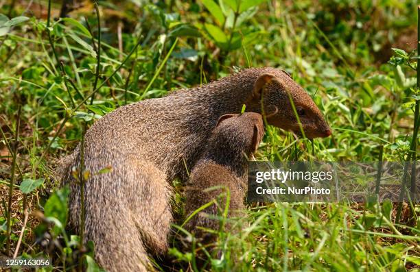 Mongoose Digging Indian Mongoose Photos and Premium High Res Pictures - Getty Images