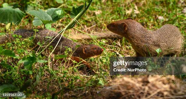 Mongoose Digging Indian Mongoose Photos and Premium High Res Pictures - Getty Images