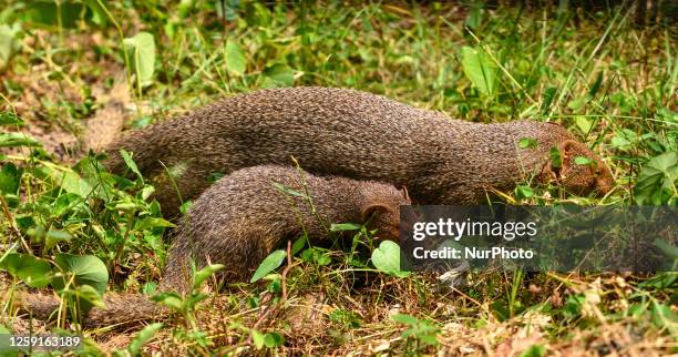 Mongoose Digging Mongoose Photos and Premium High Res Pictures - Getty Images