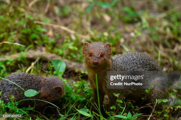 Mongoose Digging 145 India Mongoose Stock Photos, High-Res Pictures, and Images - Getty ...