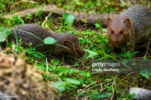 Mongoose Digging Indian Mongoose Photos and Premium High Res Pictures - Getty Images