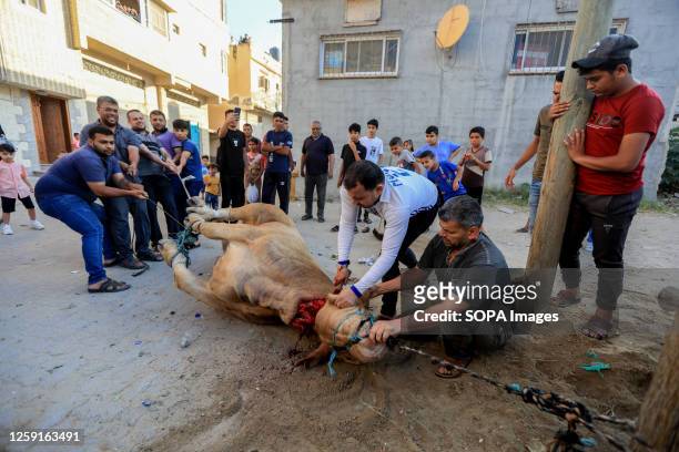 Palestinians slaughter a sacrificial animal on the first day of Eid al-Adha in Khan Yunis, in the southern Gaza Strip.