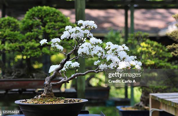 bonsai cherry tree - bonsai stock pictures, royalty-free photos & images