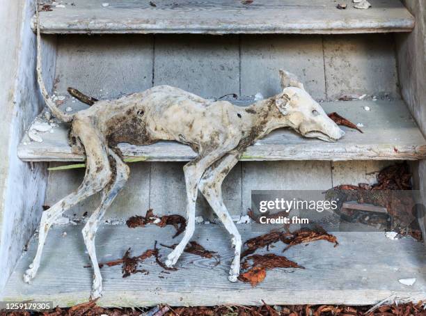 mummified body of a dead dog - dead dog fotografías e imágenes de stock