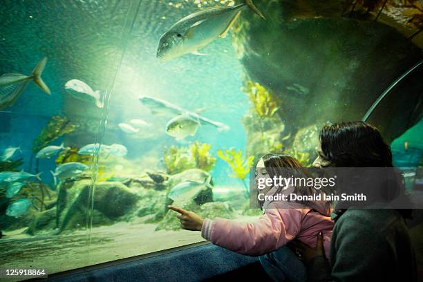 aquarium - aquarium tunnel stock pictures, royalty-free photos & images