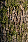 Moss on tree trunk texture