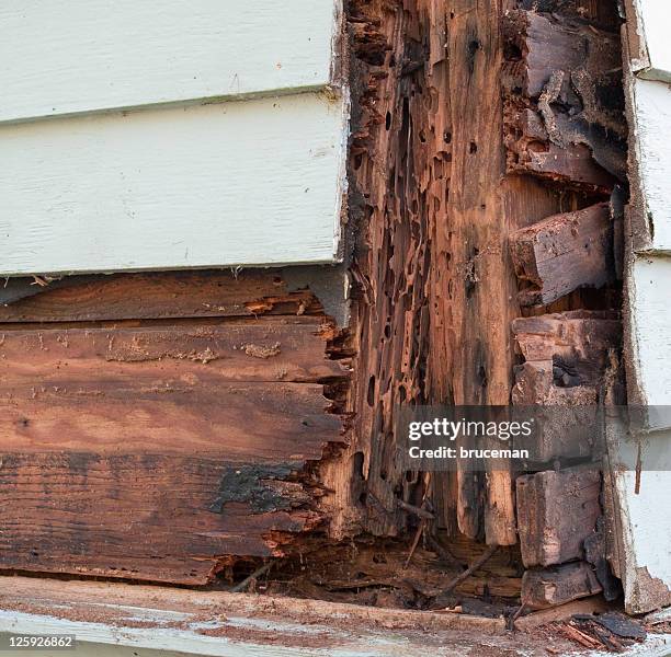 termite and rot damage - damaged house stock pictures, royalty-free photos & images