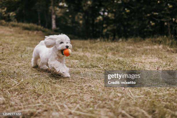 hond die spel in openlucht haalt - apporteren stockfoto's en -beelden