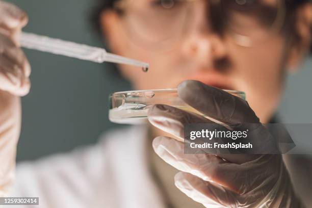 científico que añade algo a un plato de petri en un laboratorio, women in science concept - explorar nuevo territorio fotografías e imágenes de stock